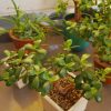 【疑問】植木鉢の処分方法を知りたい！ 捨て方の疑問をスッキリ！【解決】